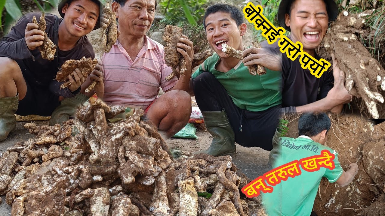 बन् तरुल (कन्दमुल) खन्यो।। माघे सङ्क्रान्तिको लागि 