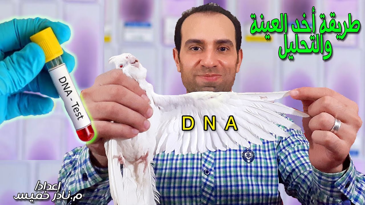 طريقة وأهمية التحاليل Dna لجنس الطيور