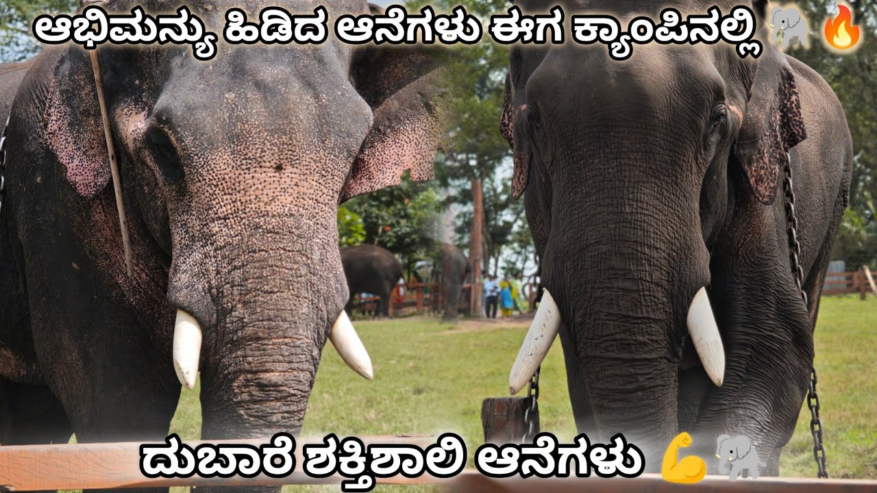ದುಬಾರೆಯ ಆನೆಗಳು ಮತ್ತು ಮಾವುತರೊಂದಿಗೆ🦣ಕರಡಿ ಸೂಪರ್ Training👌ಕಾಜುರ್ ಕರಣ ಕ್ರೋಲ್‌ನಿಂದ ಬಿಡುಗಡೆ 