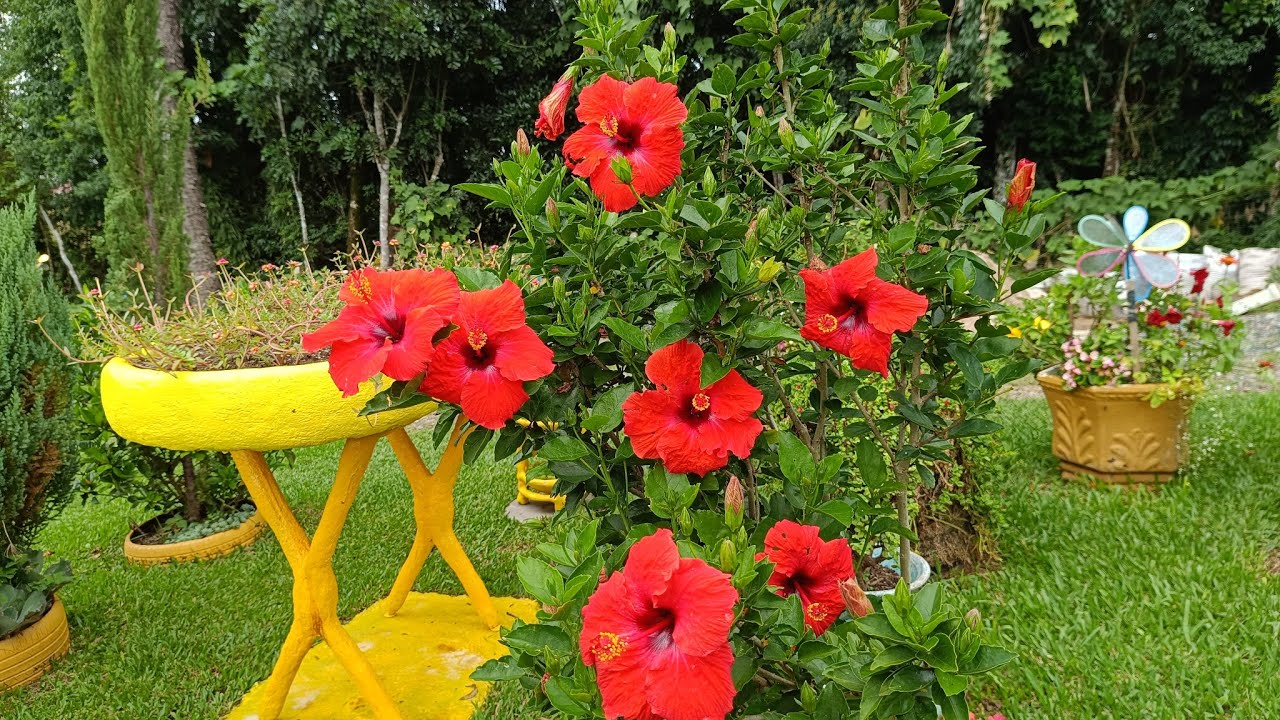 Dei uma geral no jardim e replantei minha cerca de latinhas!