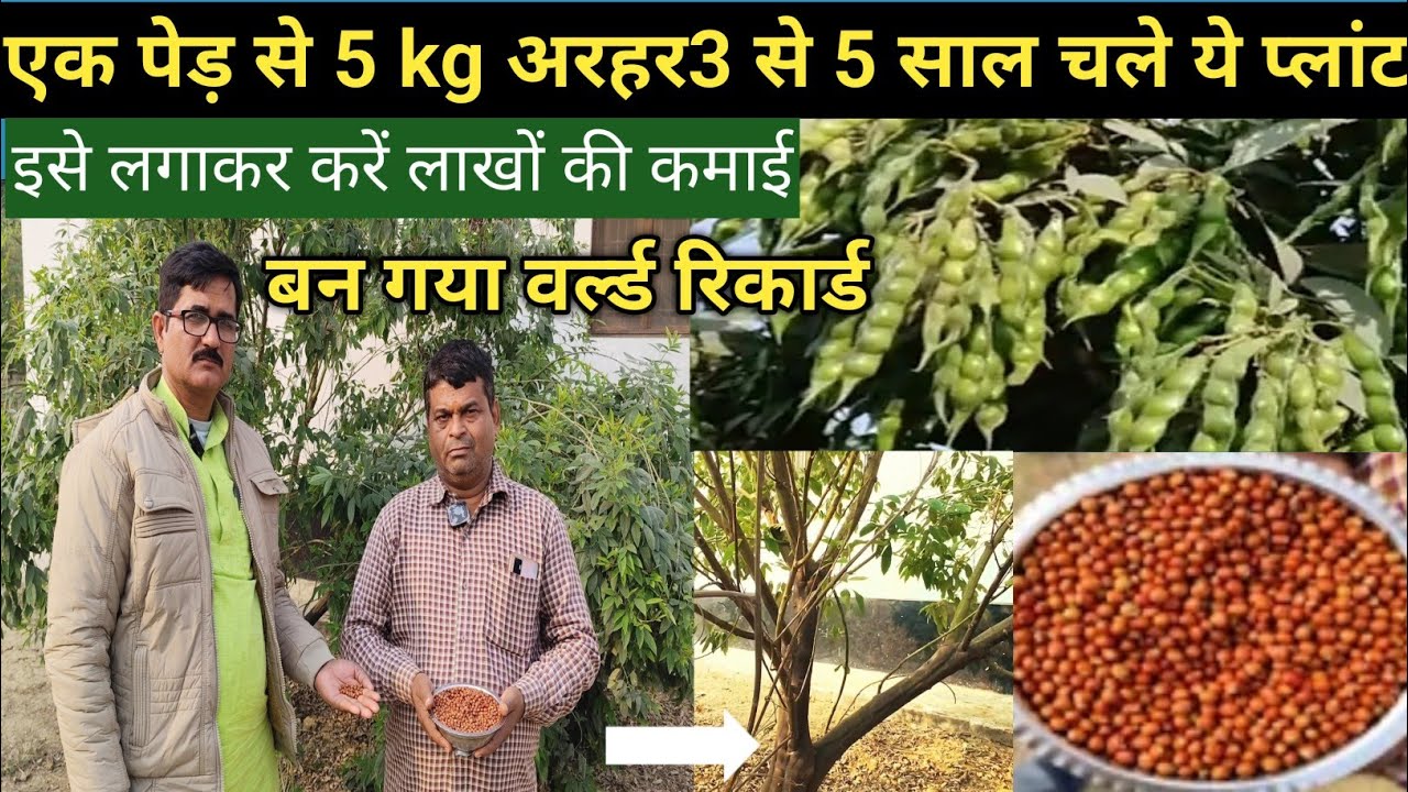 एक प्लांट से 5kg अरहर || किसान ने की तुअर की नई प्रजाति विकसित