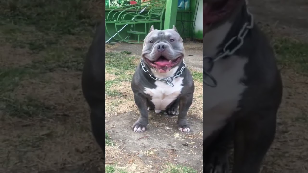 American Bully Pocket #americanbully #mascotas #perros #bully #ragnar_bullys #pocketbully