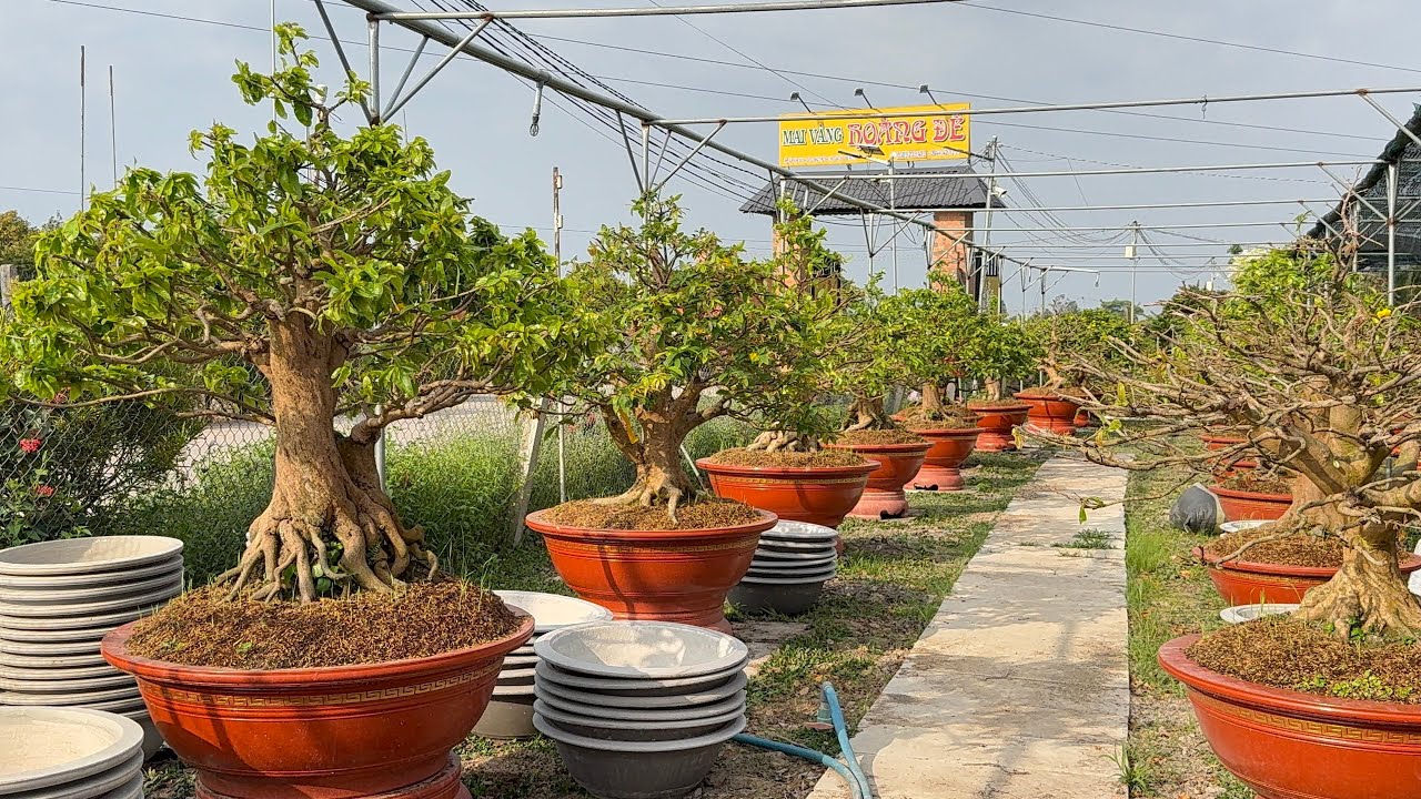 70 CÂY MAI GHÉP LỚN ĐÃ LÊN CHẬU- GL SĐT 0385233423 Duylê 
