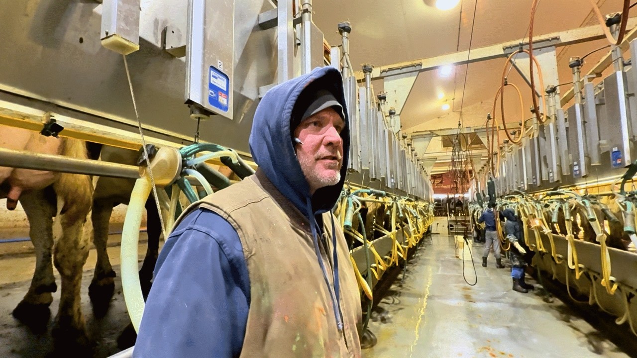2,000 COWS PRODUCING 180,000 POUNDS OF MILK DAILY - MEADOWBROOK DAIRY, USA 🇺🇸