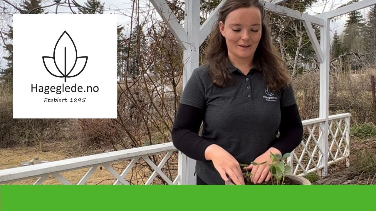 Planting av jordb&aelig;r i krukke