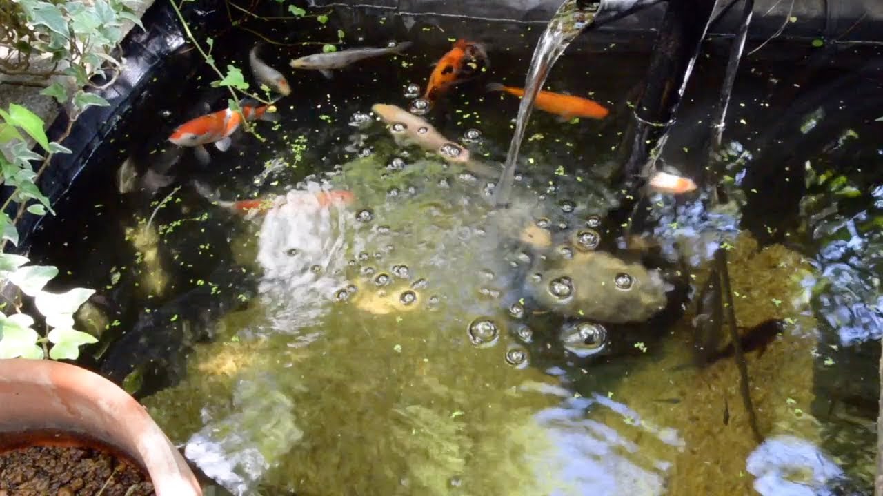庭池の錦鯉＆濾過池ビオトープ／１年３ヶ月目【飼育日記】'18 神無月 / Japanese Nishiki Koi fish pond & biotope / October 2018