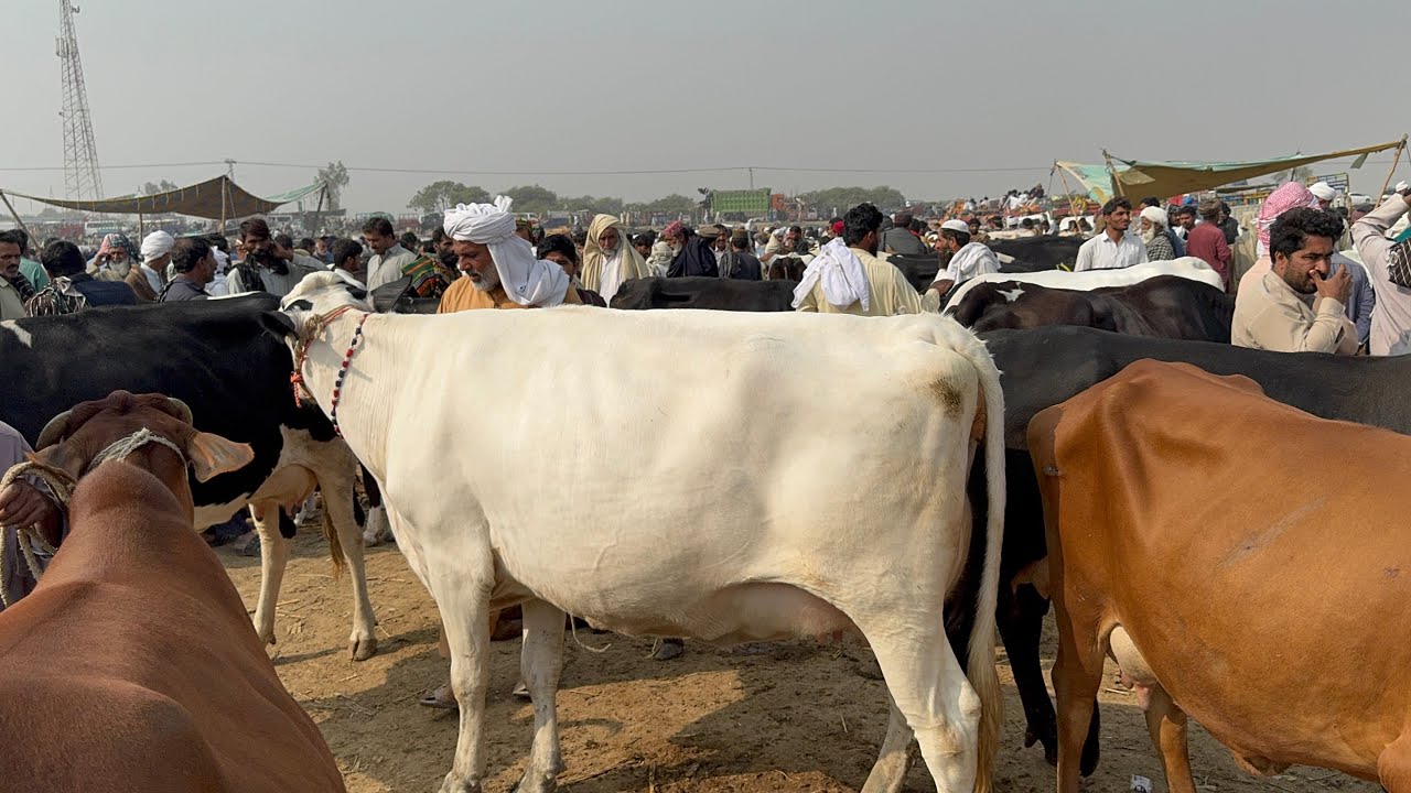 Pull qambar mandi today 11/11/25 