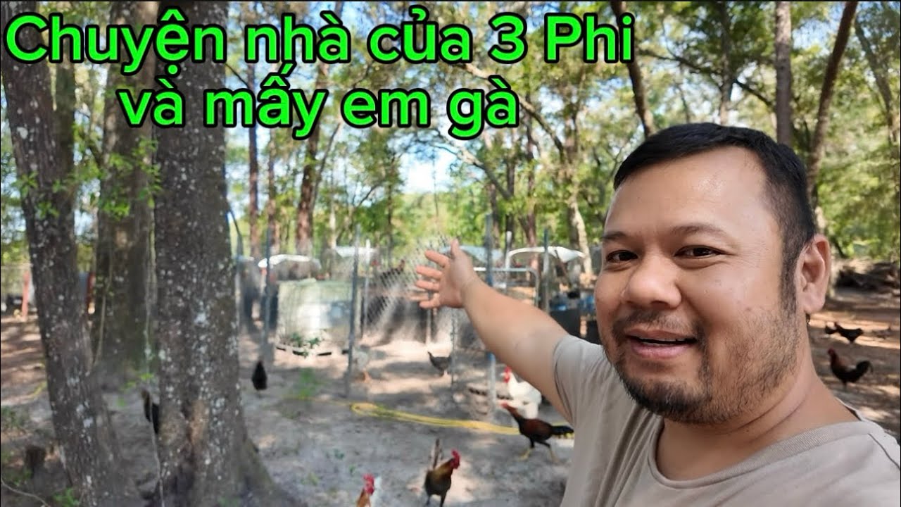Chuyện nhà của 3 Phi và mấy em gà 