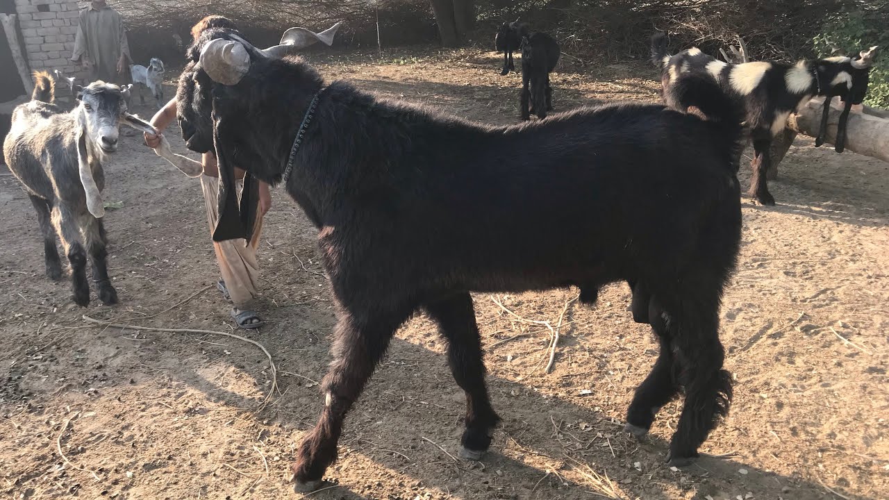 Dera Din Panah Goats Vanda Feeding | DDP Goat Breed| Best Goat For Milking