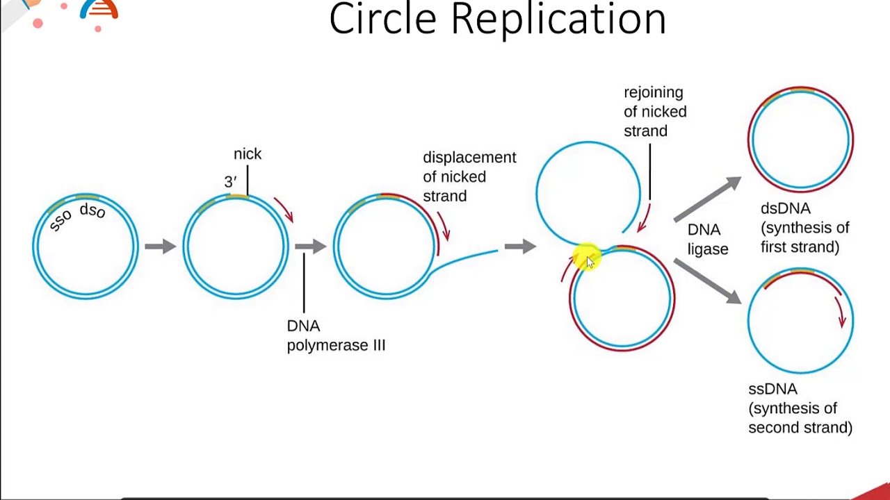 CH450 Chapter 9.3 Replication of Extrachromosomal Elements