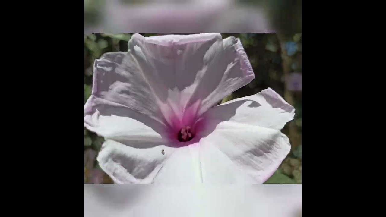 ايبوما كارنيا أو الأثمان والديدا  ipomoea carnea شجيرة جميلة جاذبة للنحل 🐝 أوراق فيها سميه للماشية
