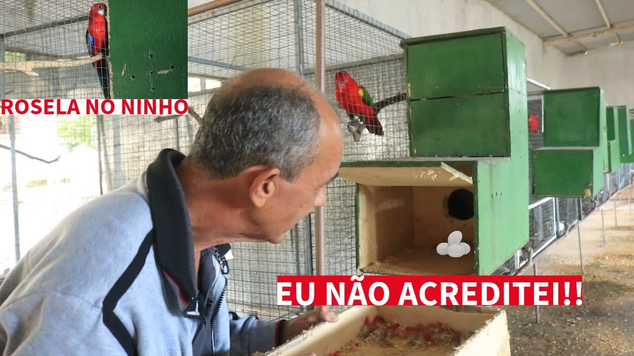 EU NÃO ESPERAVA ENCONTRAR ISSO NO CRIATÓRIO I REPRODUÇÃO ROSELAS I IMPORTÂNCIA DA UTA
