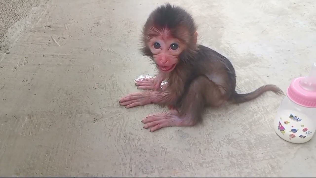 Menangis bayi monyet mencari ibunya