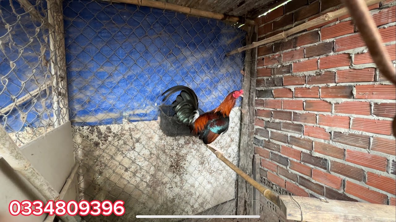 Trại Gà Bảo Tây Ninh Mời mọi Người Tham Quan trại Gia Công Số 2 bên Bảo