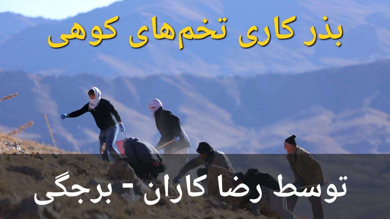 بذرکاری تخم‌های کوهی توسط رضاکاران - برجگی