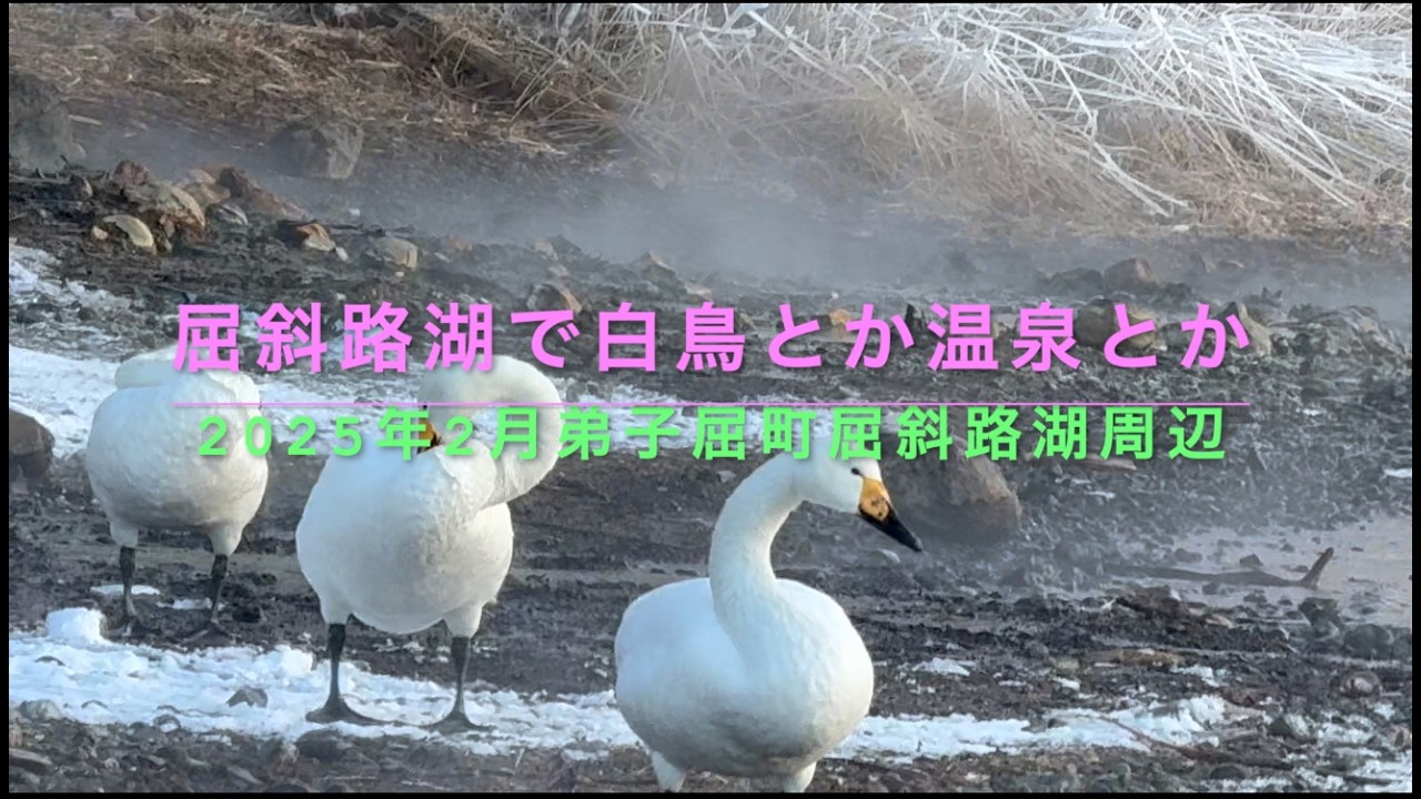 屈斜路湖で白鳥とか温泉とか