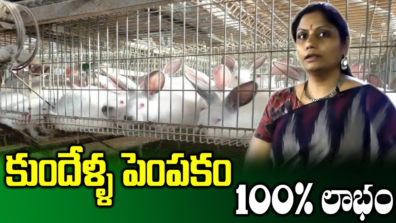 How Start Rabbit Farm || Farming Profit Business || Dr B Sridevi || SumanTV Rythu