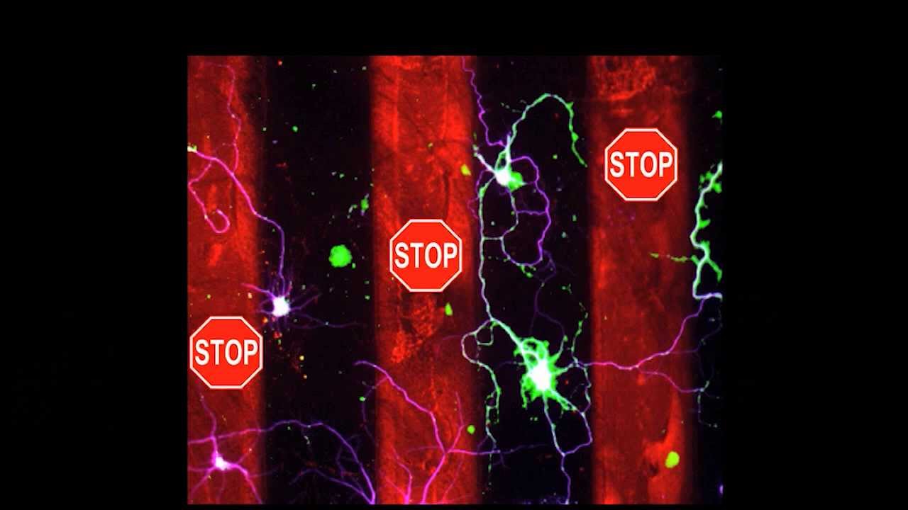 Exploring The World of Nerve Repair: Mario Romero at TEDxUTA