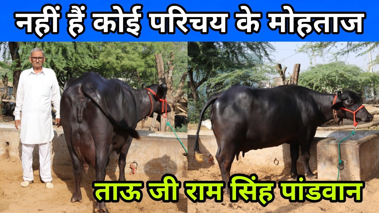 अति उत्तम : शानदार पशुधन || ताऊजी रामसिंह पाण्डवान के पास सारे के सारे मुर्राह के नगीने 😍