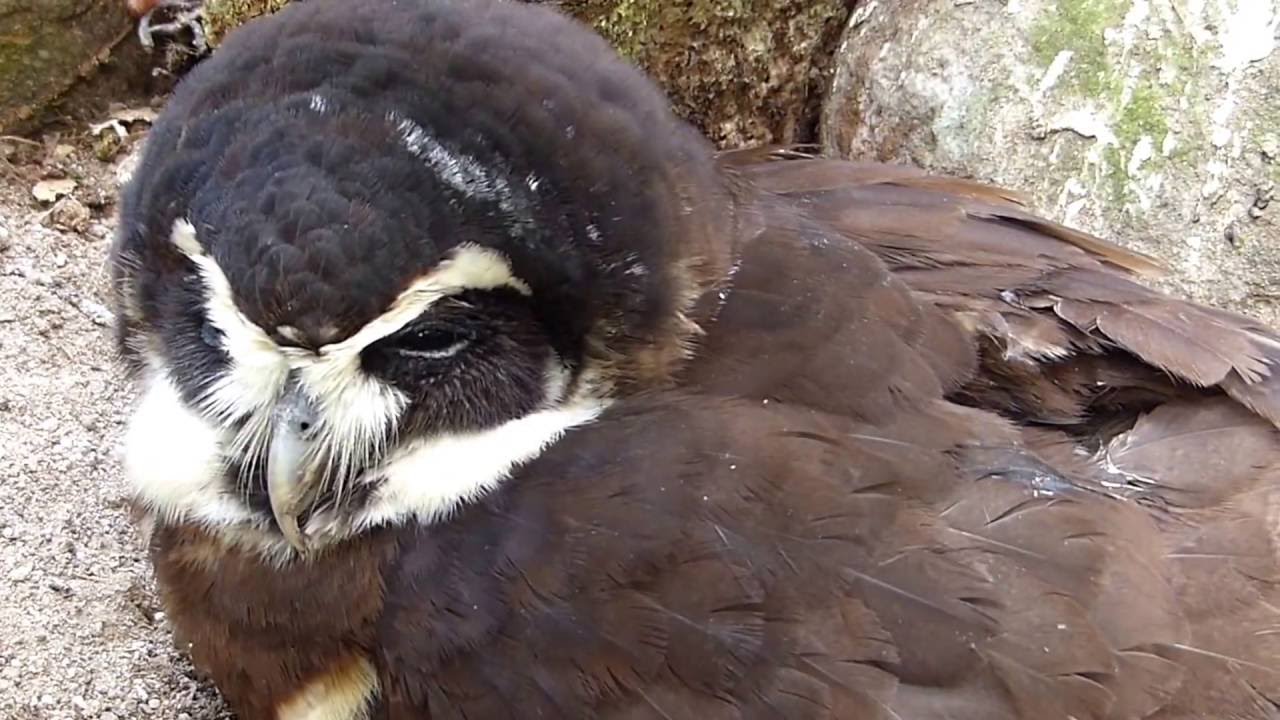 fauna brasileira MOCHO MATEIRO animais animals brazilian selvagem ave silvestre bichos brasileiros