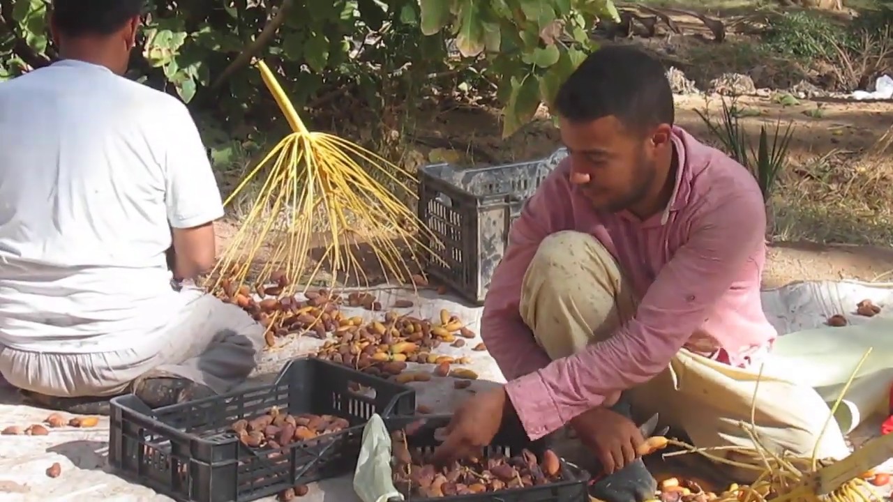 جني التمور في واحات الجزائر ام الطيور