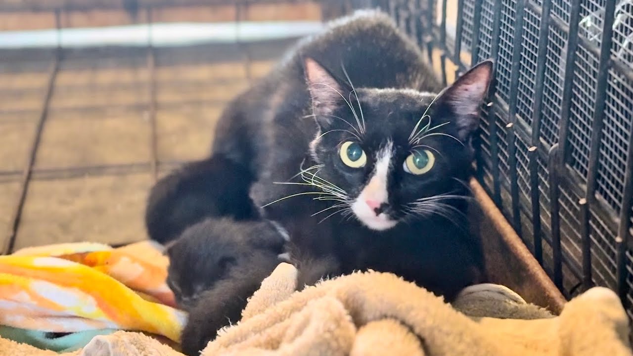 Heartwarming Rescue: Mama Cat & Kittens Found on Highway