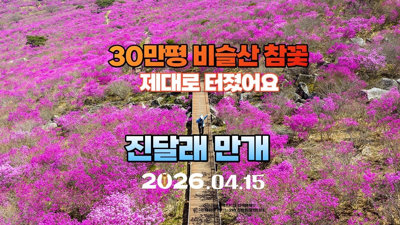 30만평 비슬산 참꽃 역대급으로 제대로 터졌습니다.(2026.04.15) ㅣ 셔틀버스 타고 진달래 보러 갑니다.(셔틀버스 이용 방법)