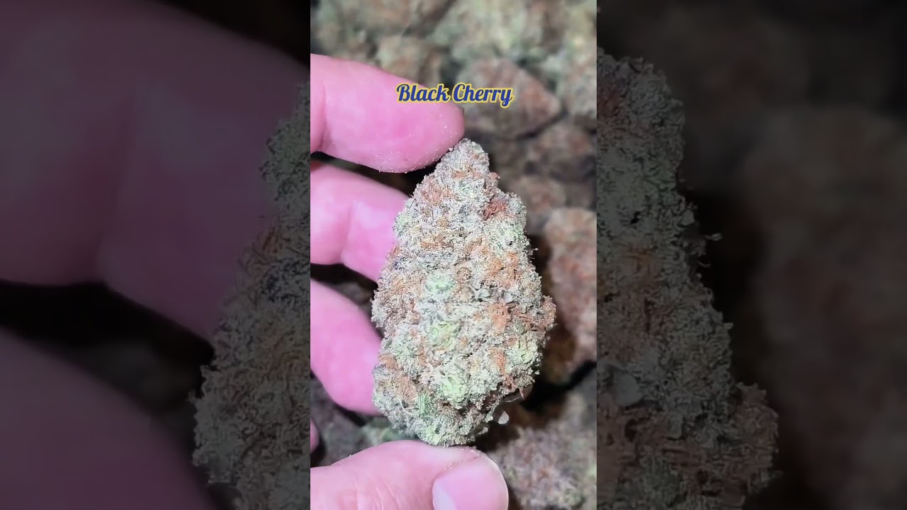 original supplier cannabis Bangkok wholesaler marijuana company 420 distribution plug weed pattaya