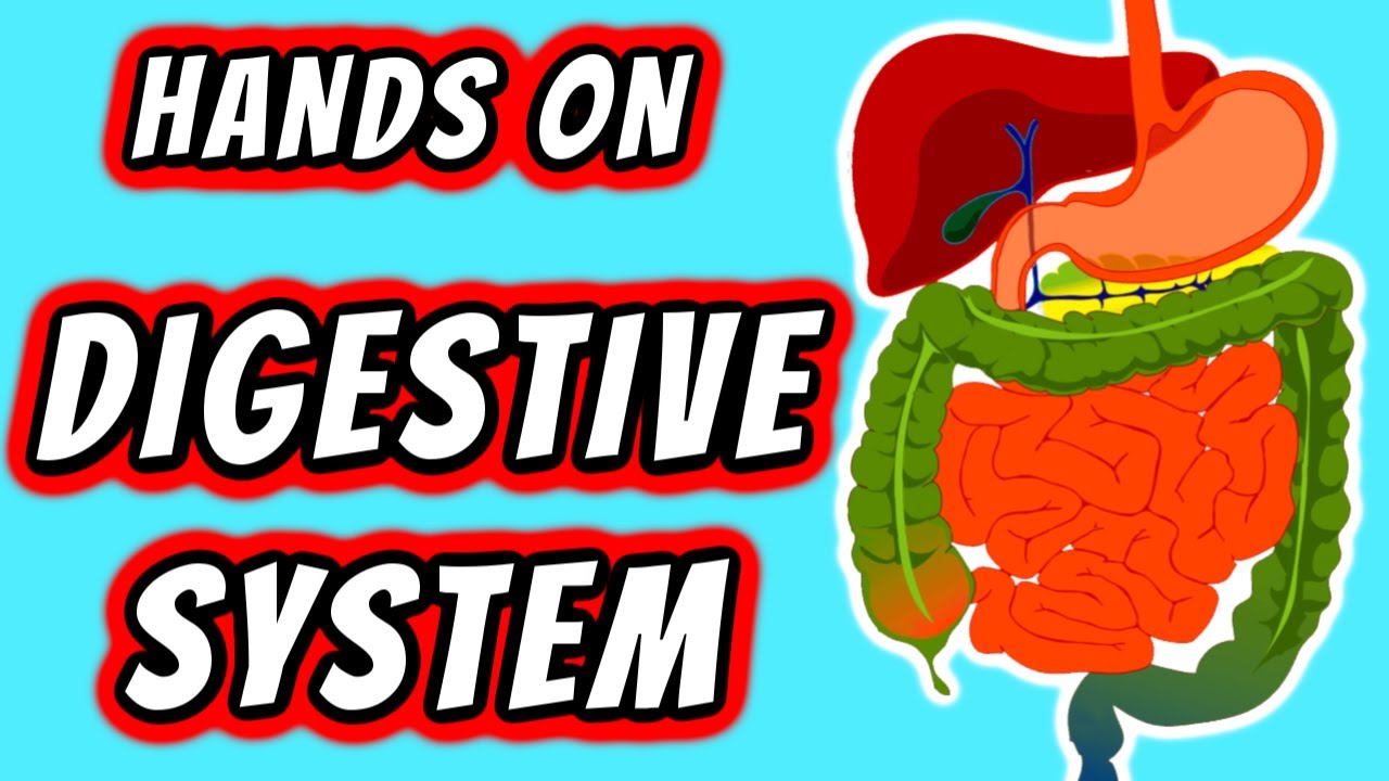 Hands On Digestive System Activity for Kids with Household Items | Digestion Experiment Video