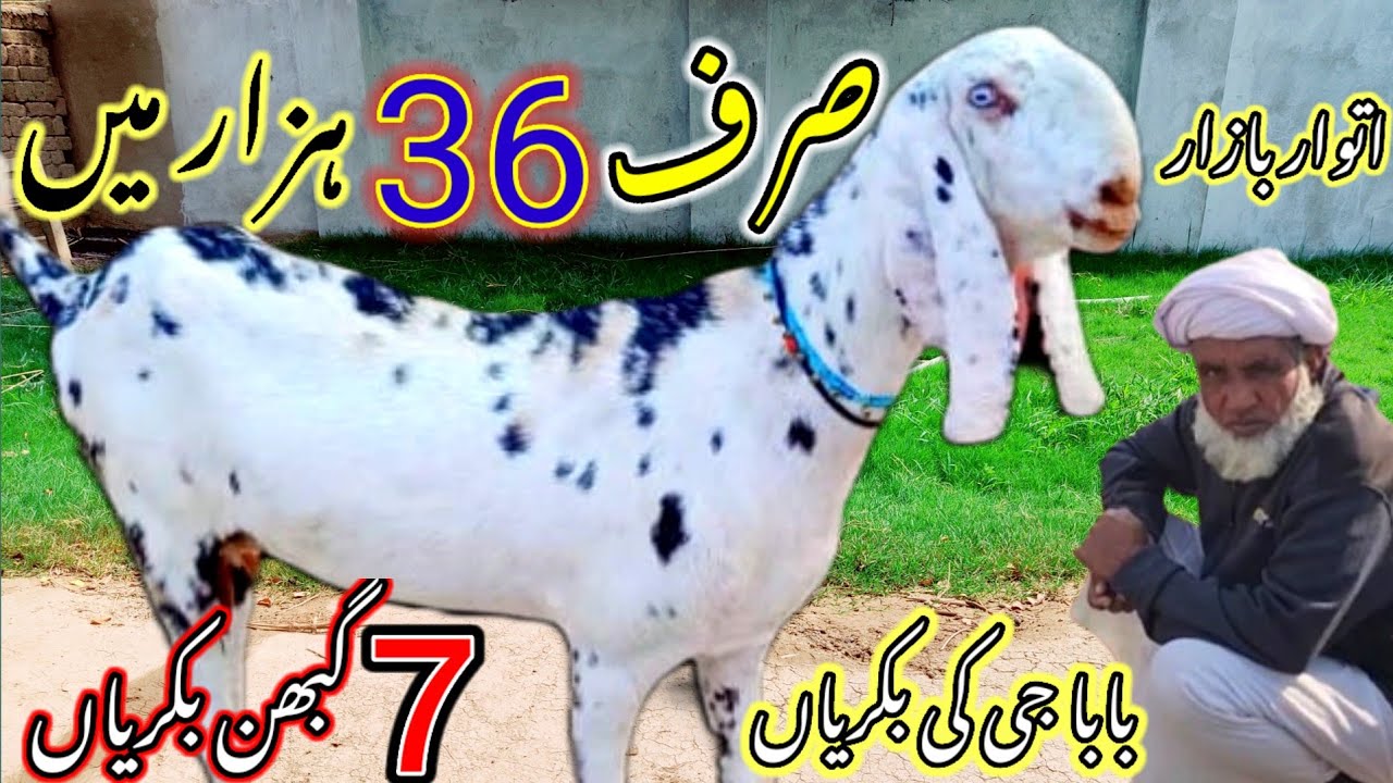 اتوار بازار کی بڑی افر صرف 7 گبن بکریاں پیور ابلک بیتل ناگرا بیتل گبن بکریاں مناسب قیمت پر