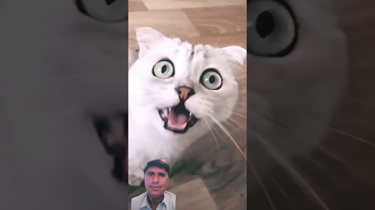 cat laughing on cat .  ٻلي ٻلي کلي ٿي #cat #tabbycat #catshorts #animals #pets #pet #cat #viralcats