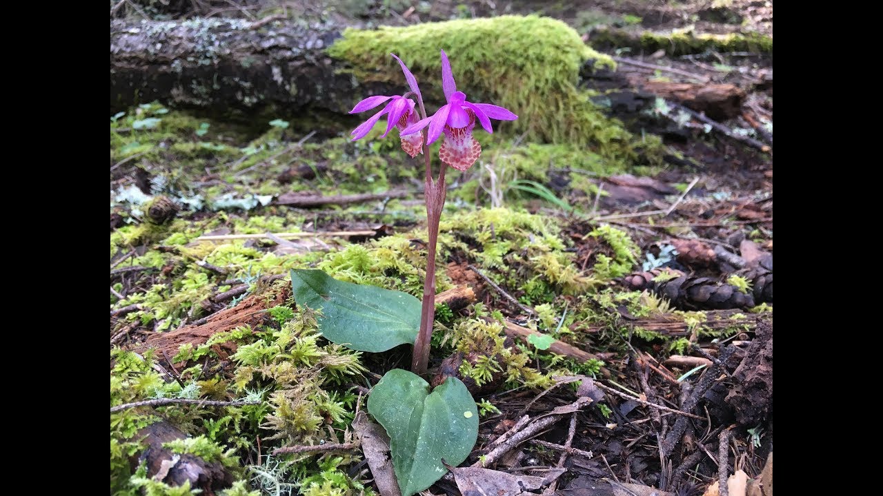 Calypso bulbosa (fairy slipper)
