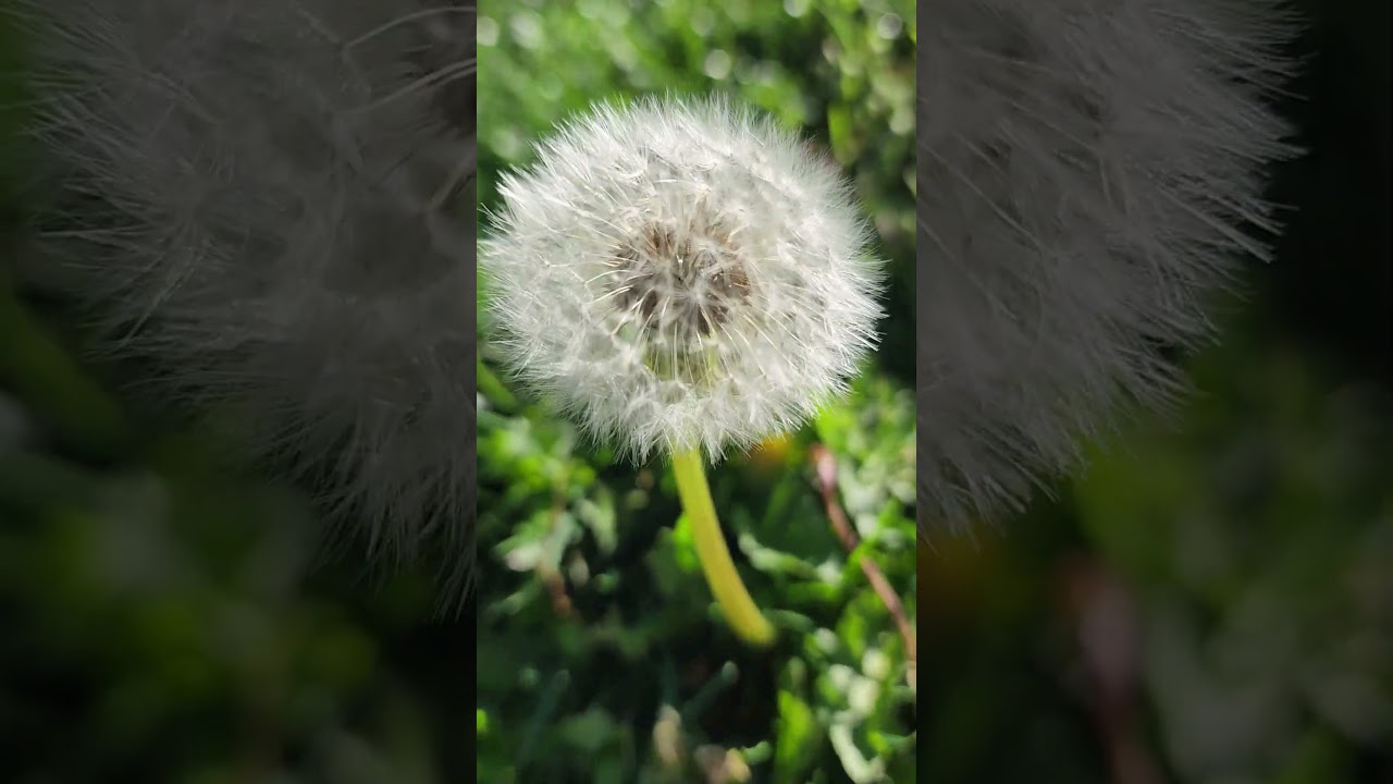 0jo venado #fireworks #diwali #antique #christmas #nature #harley #automobile #birds #navidad #snow