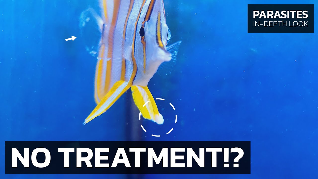There Is NO TREATMENT For This Fish Disease, Is That Bad? &bull; Lymphocystis in Freshwater & Marine Fish