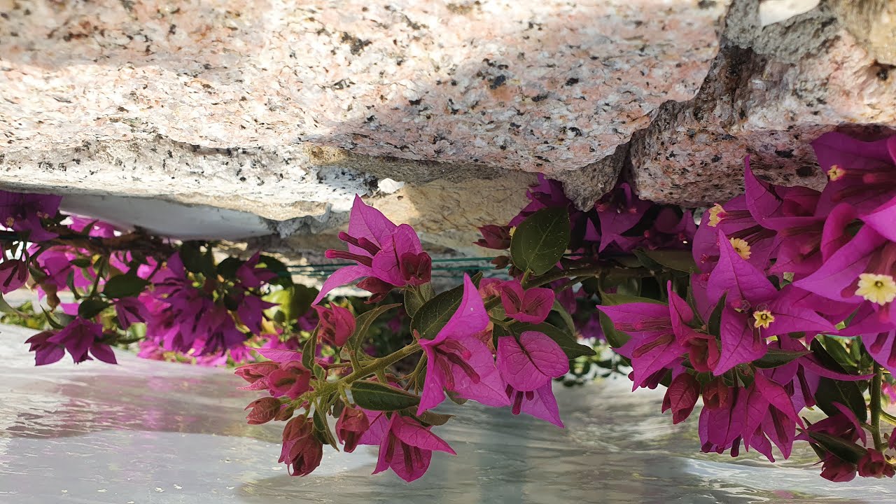 La mia BOUGANVILLE a gennaio è piena di fiori!