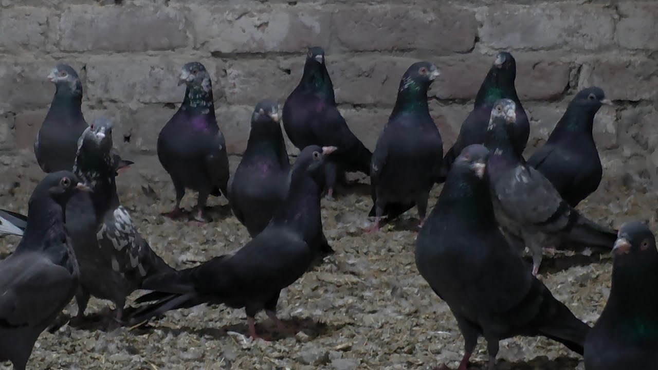 Saibay Walay Kabootaron ki Breeding Progress