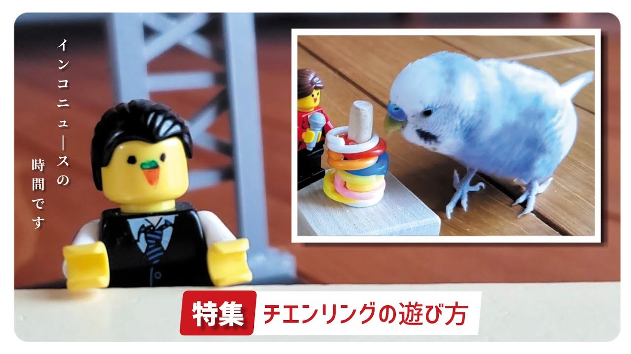 きまぐれ・てきとう・しらんけど【インコニュース】チエンリングの遊び方