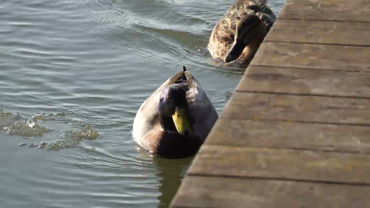 Birds at Råby, Lund, Sweden, episode 1 (day 1, 15 o'clock)