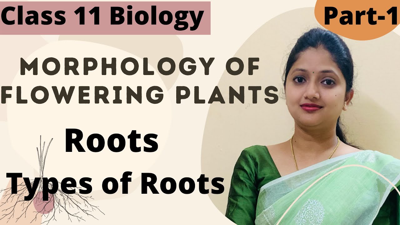 Morphology Of Flowering Plants | Roots|  Class 11 Biology | Part-1