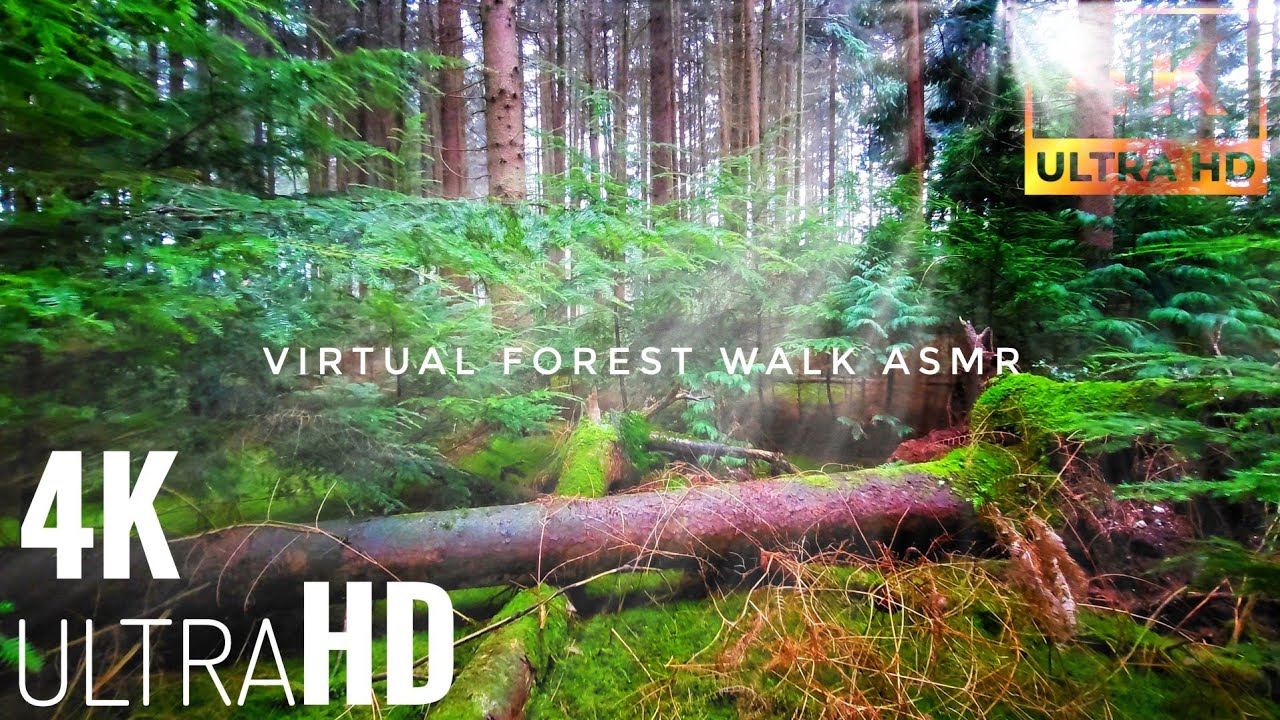 Stress Relief | 4K UHD Virtual Forest Walk | Relaxing Autumn Vibes and Meditation Music.