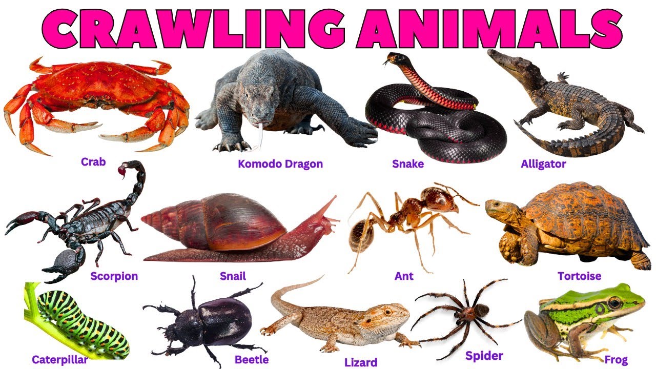 Reptile Animals for Preschool and Toddlers | Learn Crawling Animals with Pictures and Real Sounds