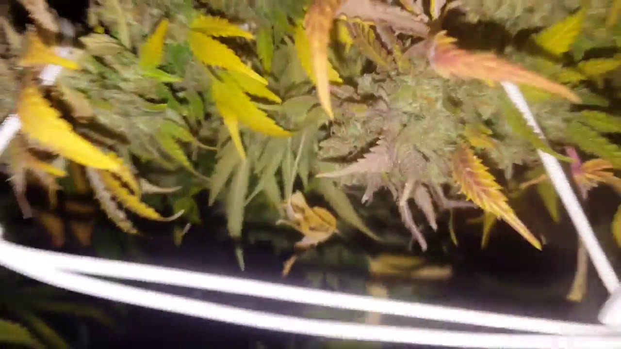 Lemon OG Haze Week 7 Indoor Grow October 2018