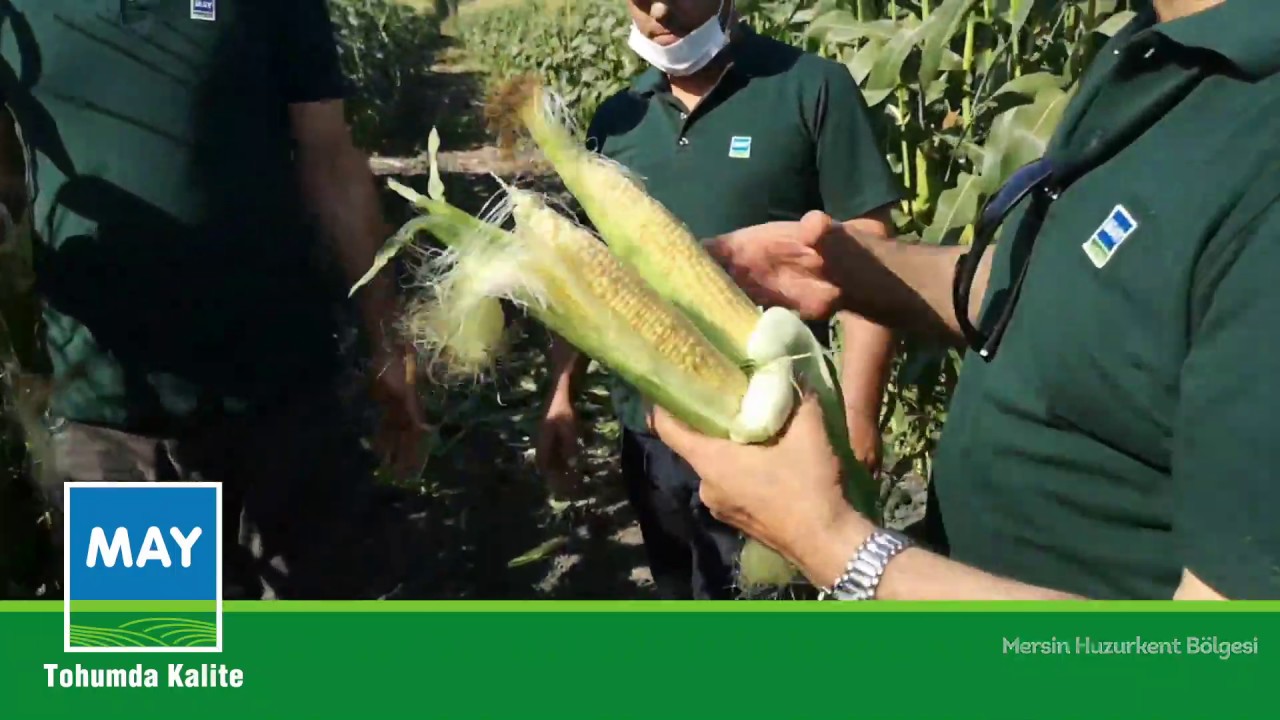 MÜKEMMEL KOÇAN KALİTESİ VE LEZZETİYLE; VEGA F1