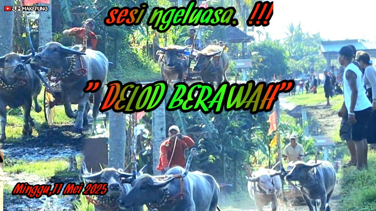 NGELUASA..!! Latihan makepung delod berawah 11 Mei 2025