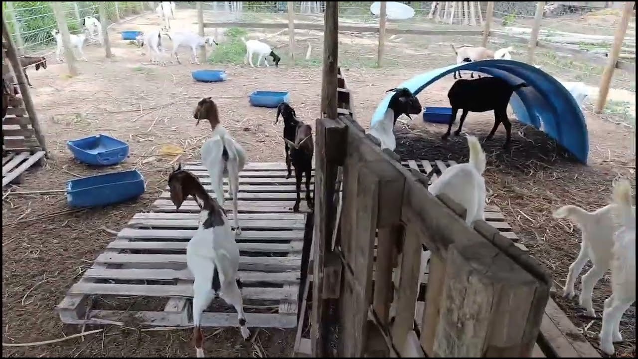 + 1 PIQUETE PRONTO, COLOCAMOS AS CABRAS NO NOVO PIQUETE DE CURUMIM. O CAPIM TA COM 1.2 M .