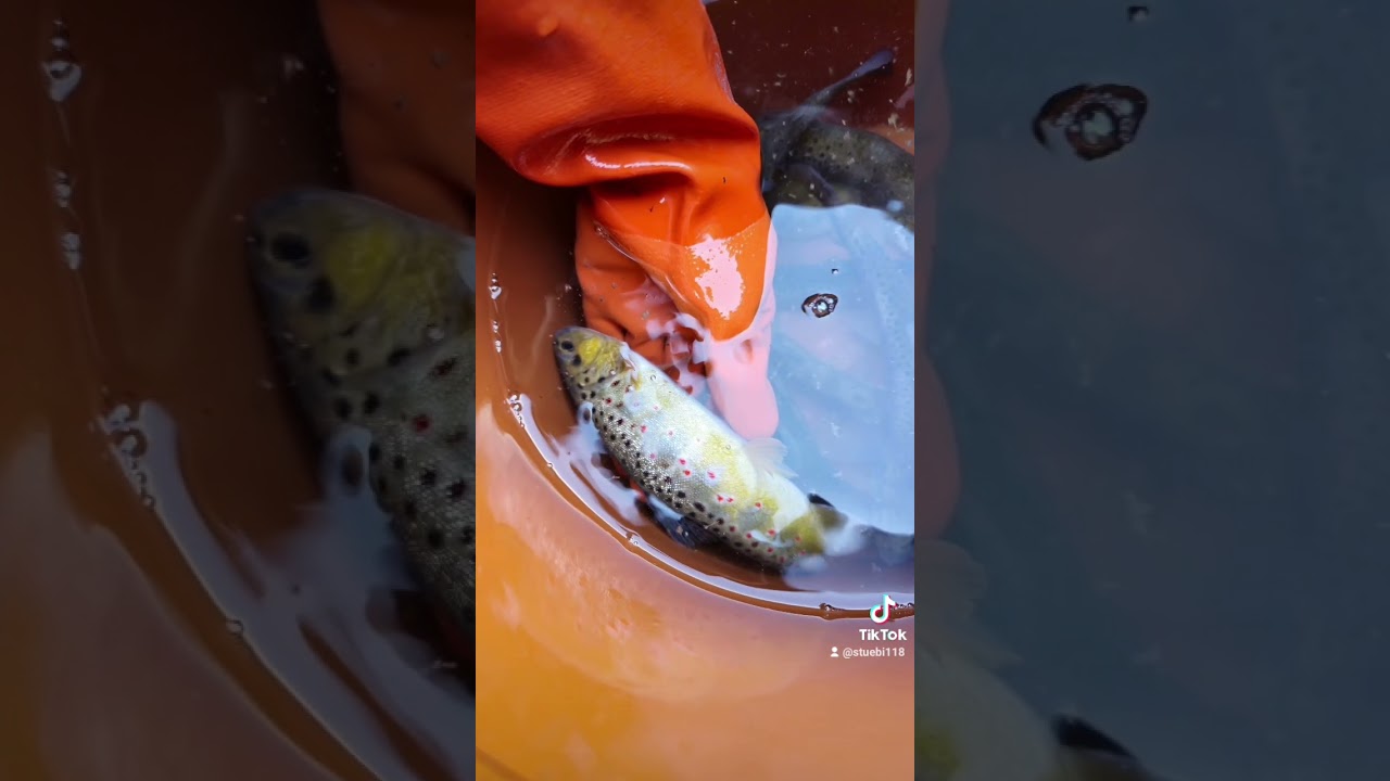 Die sch&ouml;nste Salmoniden Art die es gibt 🐟 #Bachforelle #trout #fish #troutfarming #sch&ouml;n #fisch