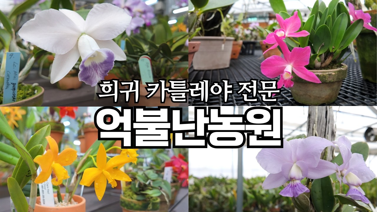 카틀레야 서양난 전문 억불난농원 방문기 | 난초 쇼핑 & 희귀 품종 구경