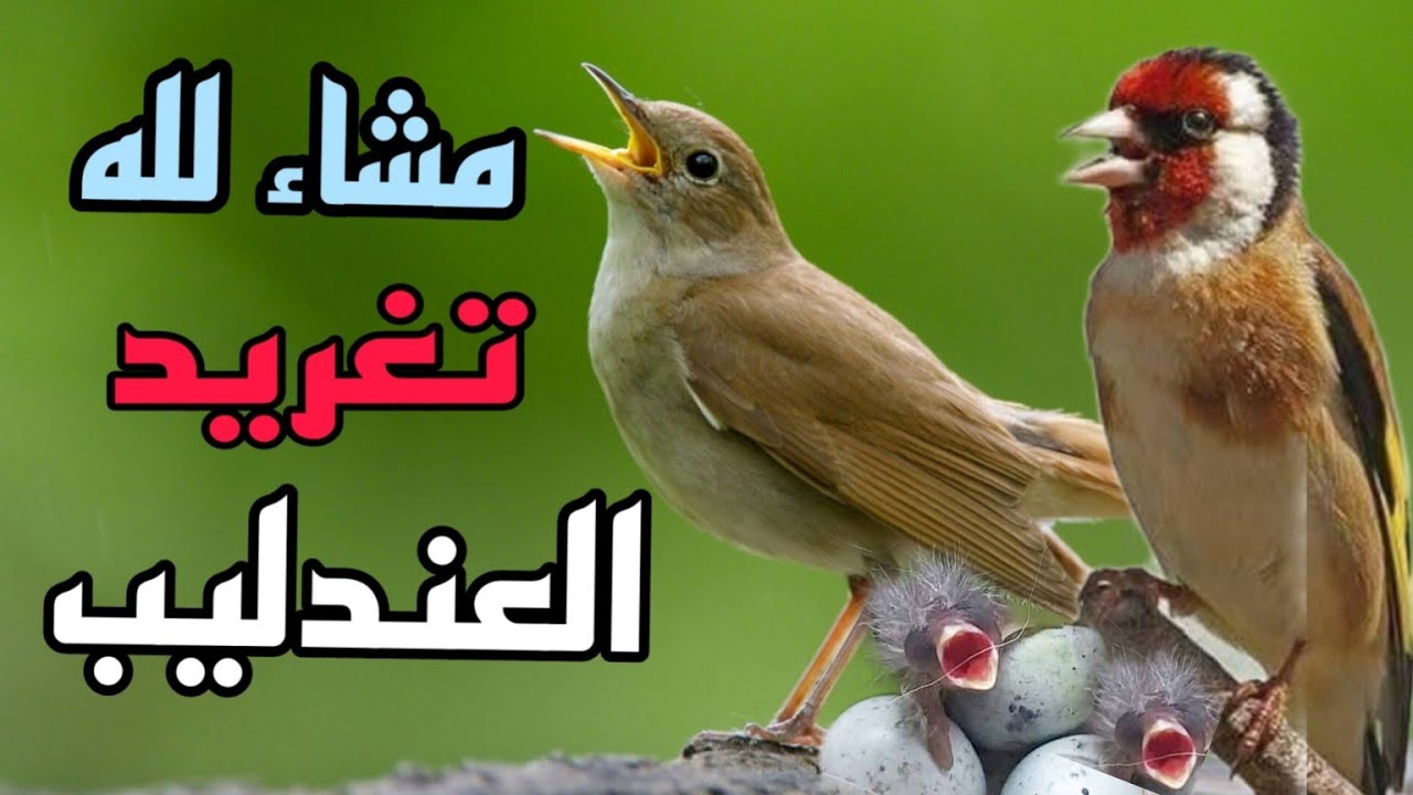 تغريد العندليب الجزائري الأصيل (البلبل) لتسميع هجين الحسون