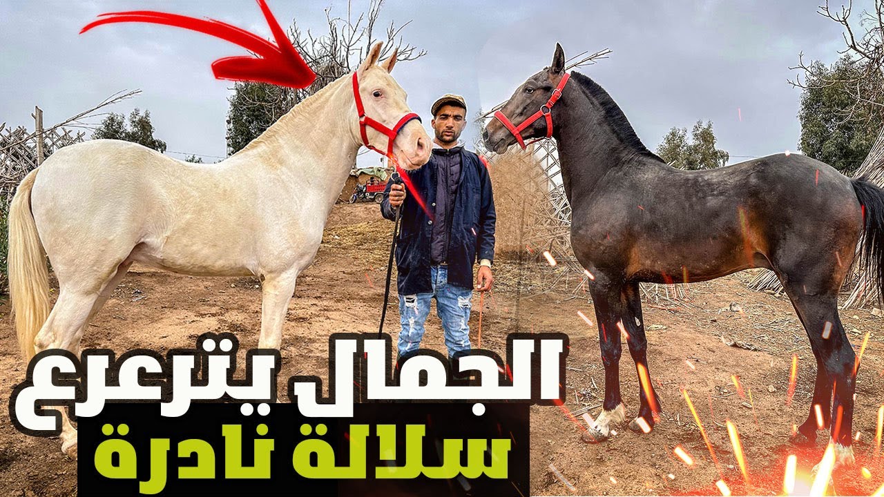 من اسطبل ايوب المعازيز جايب الجمال جدع البينوس سلالة حدو كعموش اصلية و جدع الملقب بنسر القناص