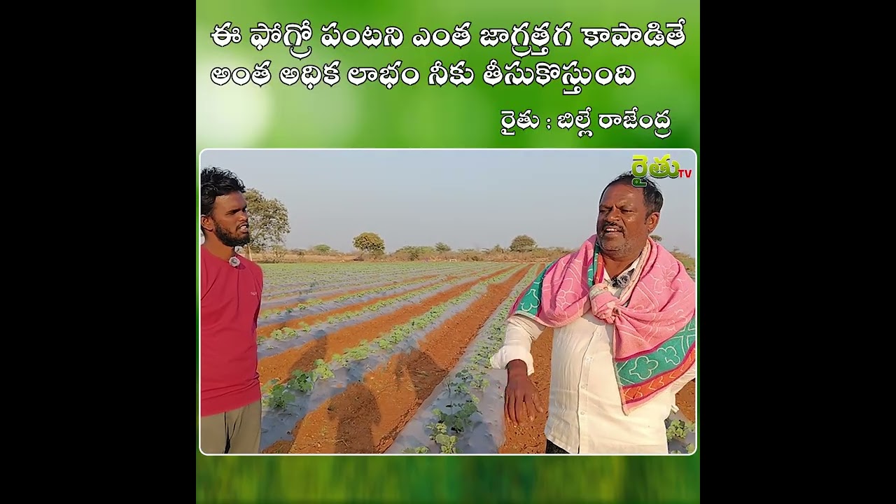 ఈ ఫోగ్రో పంటని ఎంత జాగ్రత్తగ కాపాడితే  అంత అధిక లాభం నీకు తీసుకొస్తుంది  #farming #agriculture